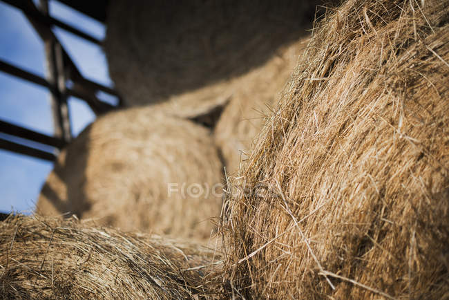 Feno, grama seca e fardos de forragem animal empilhados em celeiro na fazenda orgânica . — Fotografia de Stock