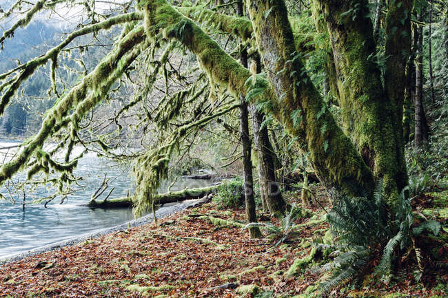 Moosiger Baum im Regenwald am Ufer des Halbmonds. — Stockfoto