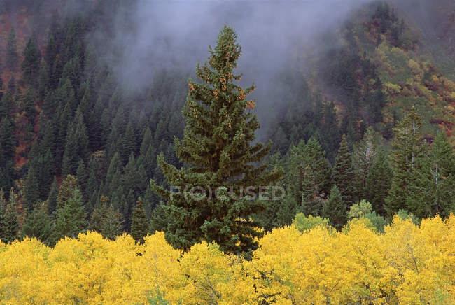 Лес Васатч горы с ярко желтой осенней листвы и зеленые сосны — стоковое фото