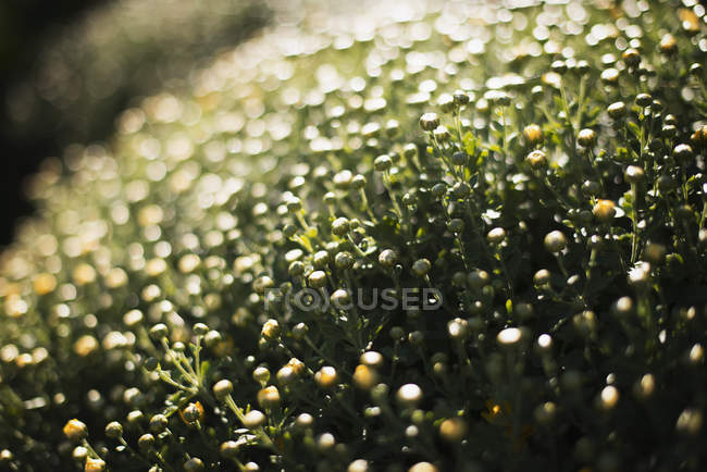 Close-up de plantas orgânicas com flores em estufa . — Fotografia de Stock