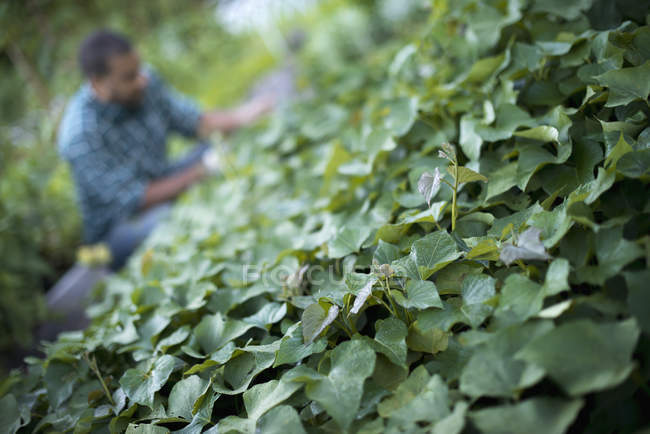 Feuilles vertes et cultivateur tendant à des plantes de concombre dans le jardin biologique . — Photo de stock