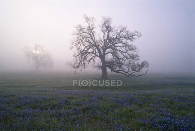 Carvalhos em névoa de manhã cedo na Califórnia, EUA — Fotografia de Stock
