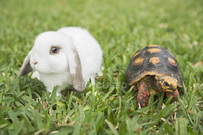 Белый кролик и маленькая черепаха сидят в зеленой траве . — стоковое фото