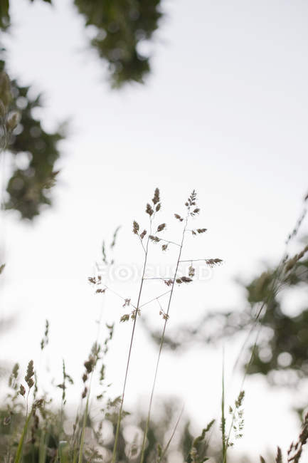 Нежная трава, растущая против неба . — стоковое фото