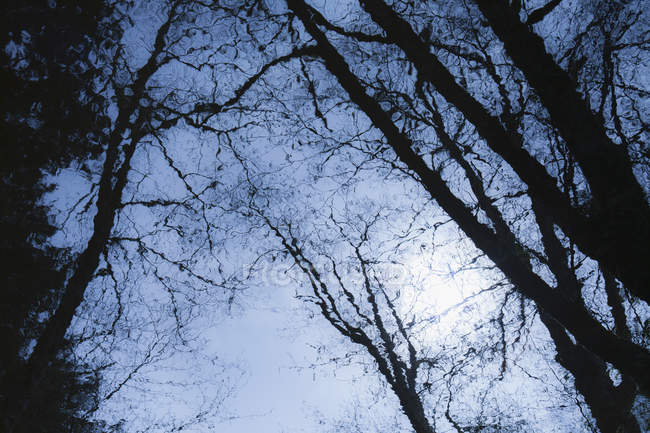 Bäume spiegeln sich in ruhiger Wasseroberfläche in der Dämmerung. — Stockfoto