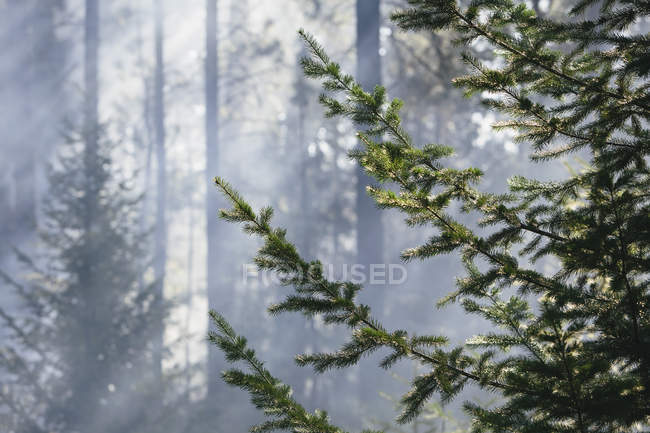 Árboles en humo después de fuego controlado en bosque de coníferas . - foto de stock
