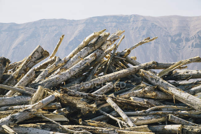 Куча выброшенных деревьев из хлопка с горным ландшафтом — стоковое фото