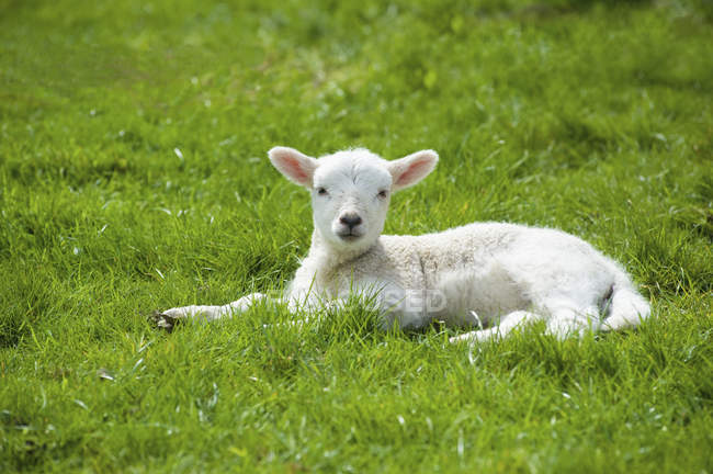 Small lamb with white fur lying on green grass. — Stock Photo