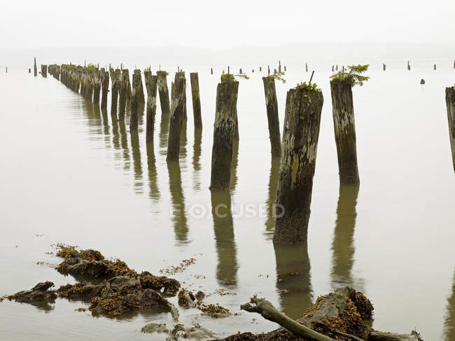 Old pilings standing upright in shallow water on beach in Astoria, Oregon, USA — Stock Photo