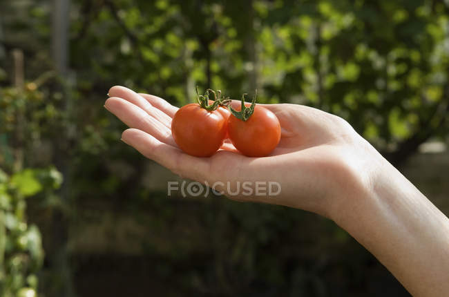 Mano femenina sosteniendo dos tomates rojos cherry frescos . - foto de stock