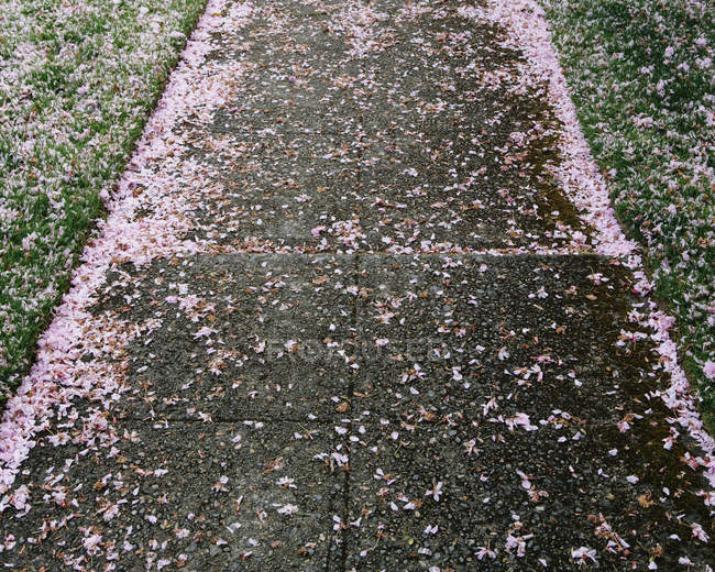 Rosafarbene Kirschblütenblätter über Gehweg geweht. — Stockfoto