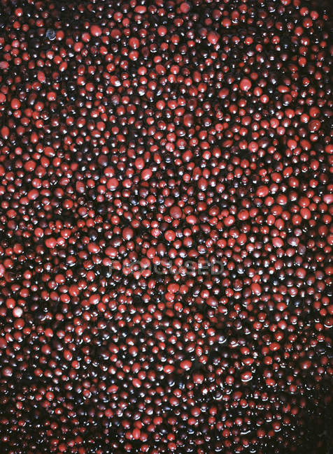 Cranberry red berries crops soaked in water. — Stock Photo