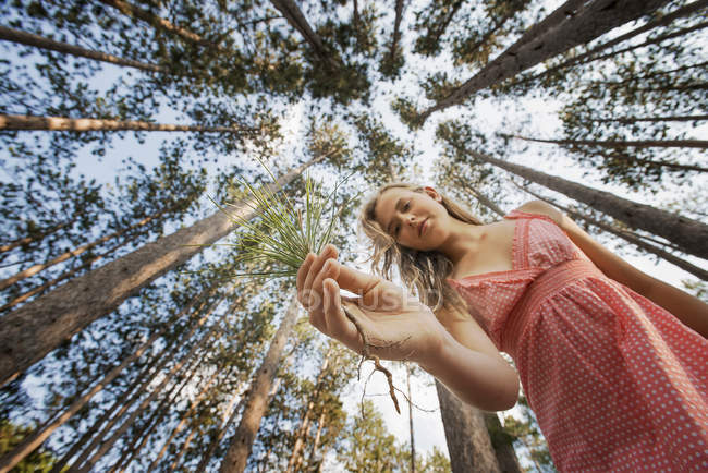 Vista basso angolo di giovane donna che tiene piccolo ramo di pino nella foresta
. — Foto stock