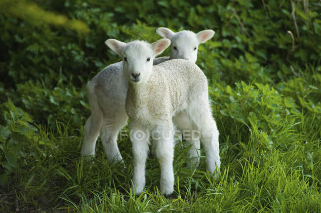 Spring lambs alert and looking in camera on pasture. — Stock Photo