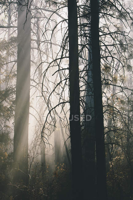 Fumo e terra bruciata dopo incendio controllato nella foresta di conifere . — Foto stock