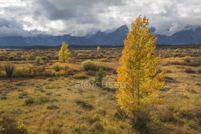Espenbäume in der herbstlichen Berglandschaft des Grand Teton Nationalparks, USA. — Stockfoto