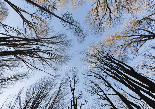 Низький кут зору на дерева взимку з голими гілками — стокове фото