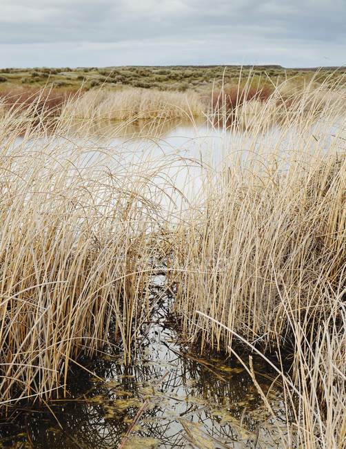 Caña de hierba y pantano en Columbia National Wildlife Refuge, Washington, EE.UU. . - foto de stock