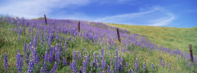 Alpine field of lupin flowers and green grass — Stock Photo