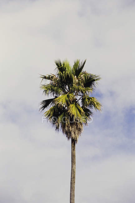 Пальмове дерево проти похмурого неба — стокове фото
