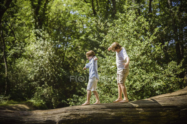 Dos chicos caminando por el tronco y balanceándose con los brazos extendidos . - foto de stock