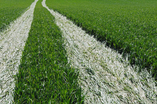 Tire tracks in lush green field of wheat. — Stock Photo