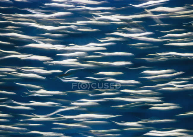 Escola de sardinhas do Pacífico peixes nadando debaixo d 'água . — Fotografia de Stock