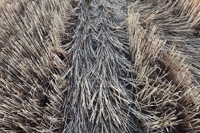 Wheat field with stubble after harvesting season, full frame. — Stock Photo