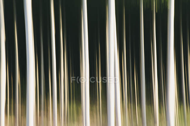 Poplar trees with straight trunks in blurred motion — Stock Photo
