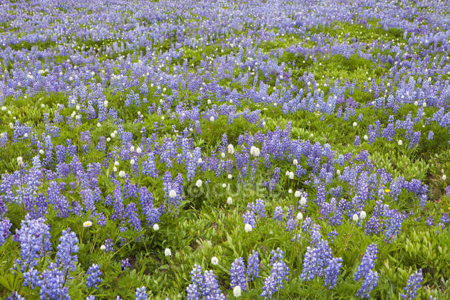 Feld blühender Lupinen-Wildblumen. — Stockfoto