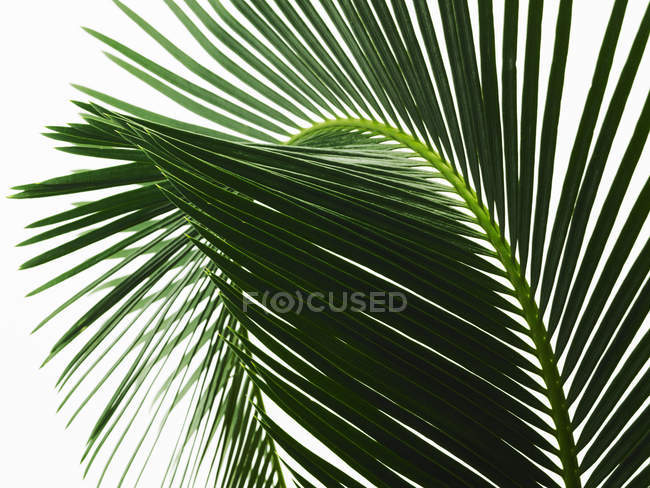 Hoja de palma verde brillante con costilla central y hojas pareadas, primer plano . - foto de stock