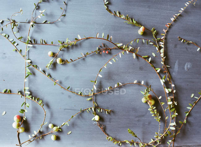 Растения клюквы распространяются на ровном фоне . — стоковое фото
