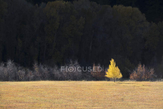 Single aspen tree in autumnal color against dark background of pine trees. — Stock Photo