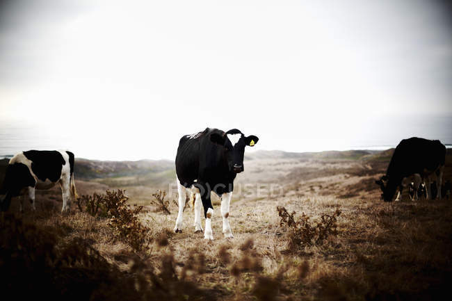 Tres vacas pastando en tierras agrícolas . - foto de stock