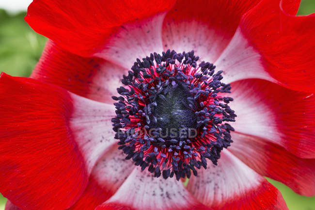 Primer plano del centro de la flor meconopsis roja . - foto de stock