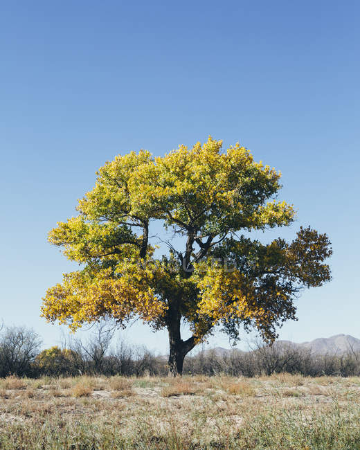 Cottonwood tree in autumnal meadow in hilly landscape against blue sky. — Stock Photo
