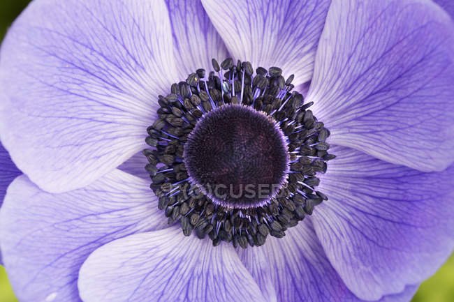 Primer plano del centro de la flor meconopsis púrpura . - foto de stock