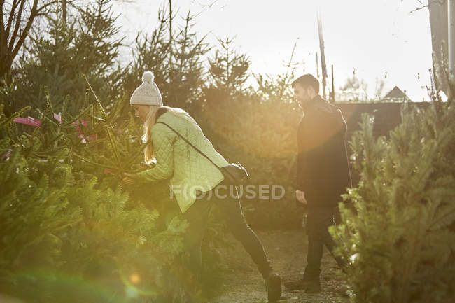 Man and woman choosing traditional pine tree at garden center in soft sunlight. — Stock Photo