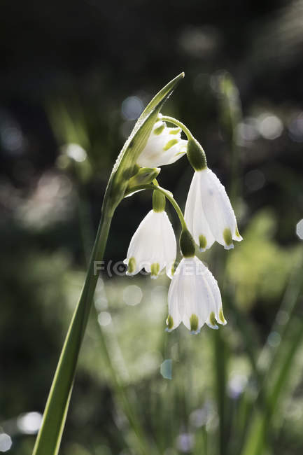 Flores brancas delicadas de gotas de neve no caule verde . — Fotografia de Stock