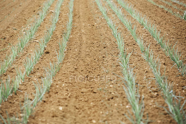 Onion plants in soil in field. — Stock Photo