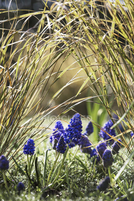 Close-up of spring flowers of grape hyacinths growing in grass. — Stock Photo