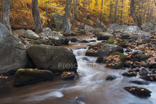 Ruscello roccioso nella foresta con foglie e fogliame autunnali . — Foto stock