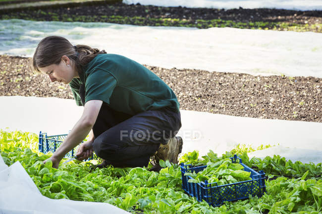 Frau schneidet Salatblätter aus Gartenfeld. — Stockfoto