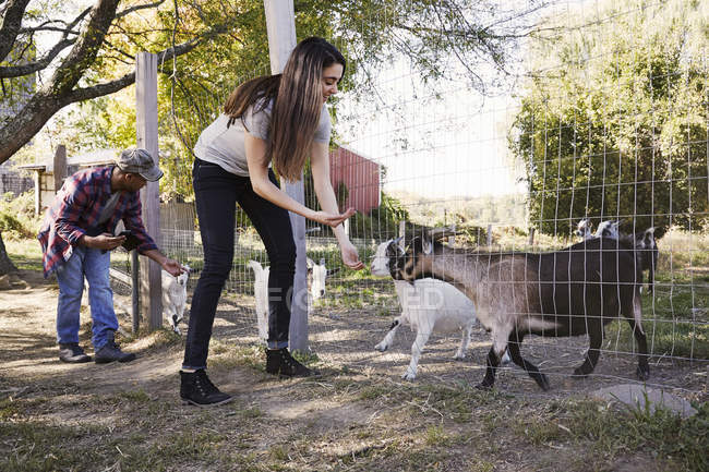 Jeune femme et homme accroupi vers le bas et nourrir les chèvres à travers une clôture métallique . — Photo de stock