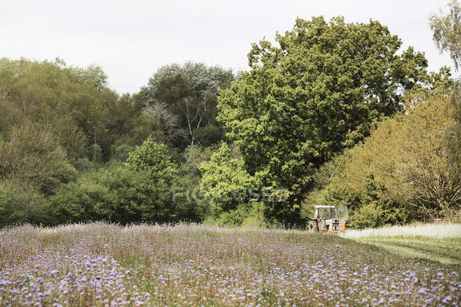 Green field with crops of blue cornflowers and wild meadow flowers with tractor working in distance. — Stock Photo