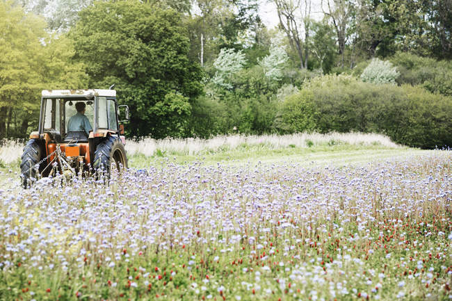 Зеленое поле с культурами голубых кукурузных цветов и диких луговых цветов с трактором, работающим вдали . — стоковое фото