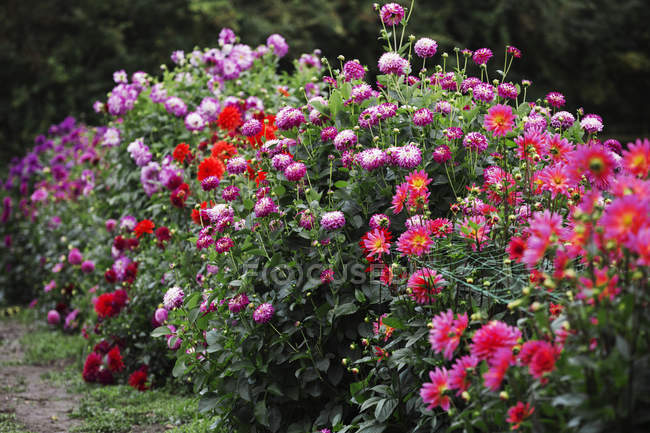 Crysanthèmes floraux en pépinière de fleurs biologiques en été . — Photo de stock
