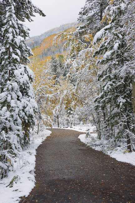 Straße durch Kiefern mit schneebedeckten Ästen im Wald. — Stockfoto