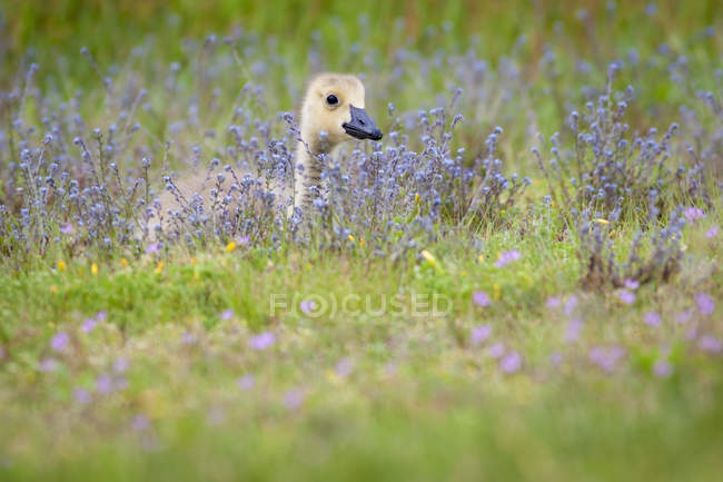 Gosling no prado de flores silvestres . — Fotografia de Stock