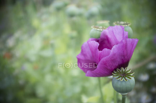 Close-up of large purple flowering poppy. — Stock Photo